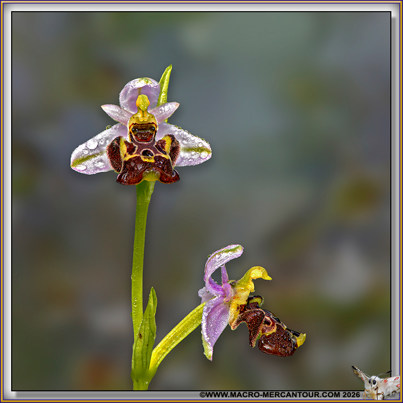 Ophrys B&eacute;casse